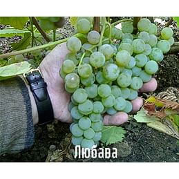 Саженцы винограда "Любава" Садоград 1-летний саженец