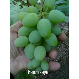 Саженцы винограда "Миллениум" Садоград 1-летний саженец
