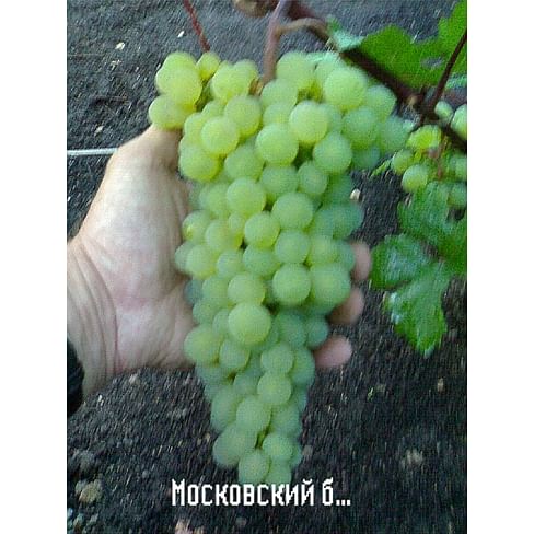 Саженцы винограда "Московский белый" Садоград 1-летний саженец