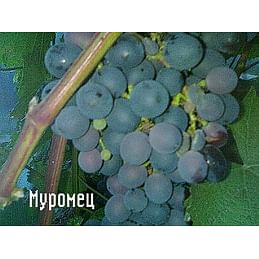 Саженцы винограда "Муромец" Садоград 1-летний саженец