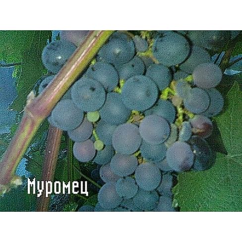 Саженцы винограда "Муромец" Садоград 1-летний саженец