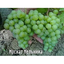 Саженцы винограда "Мускат Мельника" Садоград 1-летний саженец