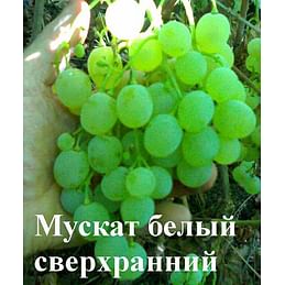 Саженцы винограда "Мускат белый сверхранний" Садоград 1-летний саженец.