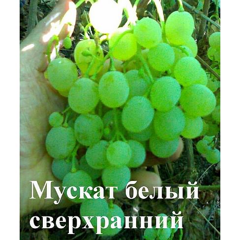 Саженцы винограда "Мускат белый сверхранний" Садоград 1-летний саженец
