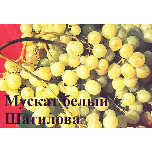 Саженцы винограда "Мускат белый Шатилова" Садоград 1-летний саженец