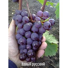 Саженцы винограда "Новый русский" Садоград 1-летний саженец