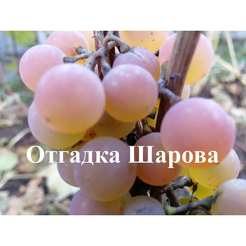 Саженцы винограда "Отгадка Шарова" Садоград 1-летний саженец