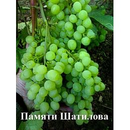 Саженцы винограда "Памяти Шатилова" Садоград 1-летний саженец.