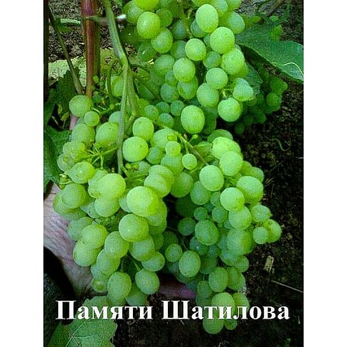 Саженцы винограда "Памяти Шатилова" Садоград 1-летний саженец