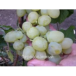 Саженцы винограда "Первозванный" Садоград 1-летний саженец