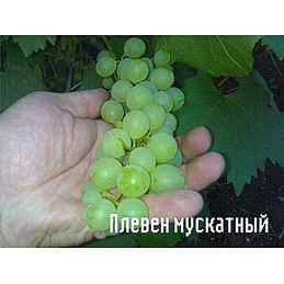 Саженцы винограда "Плевен мускатный" Садоград 1-летний саженец.