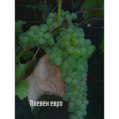Саженцы винограда "Плевен Евростандарт" Садоград 1-летний саженец