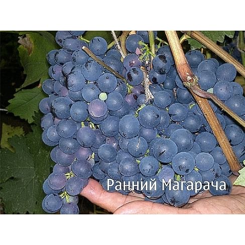 Саженцы винограда "Ранний Магарача" Садоград 1-летний саженец