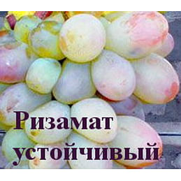 Саженцы винограда "Ризамат устойчивый" Садоград 1-летний саженец.