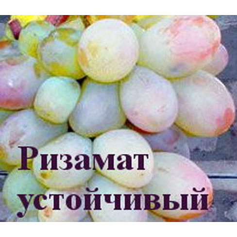 Саженцы винограда "Ризамат устойчивый" Садоград 1-летний саженец