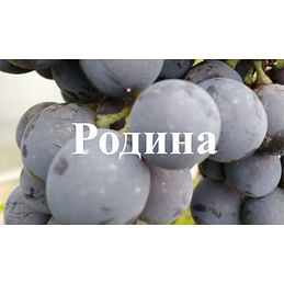 Саженцы винограда "Родина" Садоград 1-летний саженец