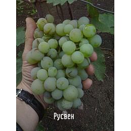 Саженцы винограда "Русвен" 1-летний саженец.
