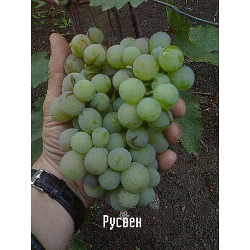 Саженцы винограда "Русвен" Садоград 1-летний саженец