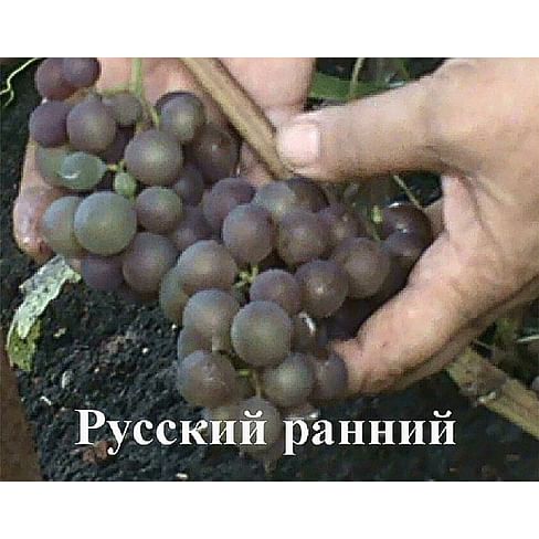 Саженцы винограда "Русский ранний" Садоград 1-летний саженец