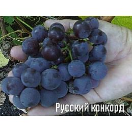 Саженцы винограда "Русский конкорд" 1-летний саженец.