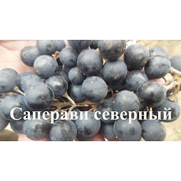Саженцы винограда "Саперави северный" Садоград 1-летний саженец.