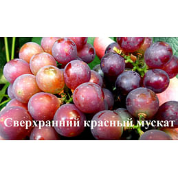 Саженцы винограда "Сверхранний красный мускат" Садоград 1-летний саженец.