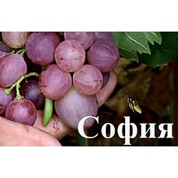 Саженцы винограда "София" 1-летний саженец.