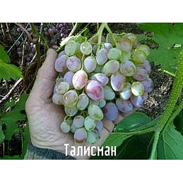 Саженцы винограда "Талисман" (Кеша-1) 1-летний саженец.