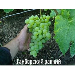 Саженцы винограда "Тамбовский ранний" 1-летний саженец.