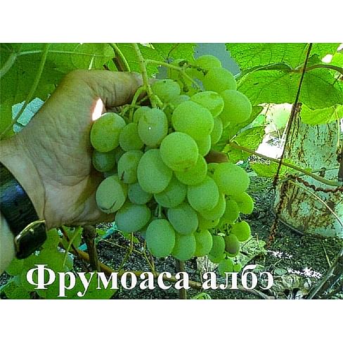 Саженцы винограда "Фрумоаса албэ" Садоград 1-летний саженец