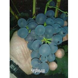 Саженцы винограда "Черныш" Садоград 1-летний саженец