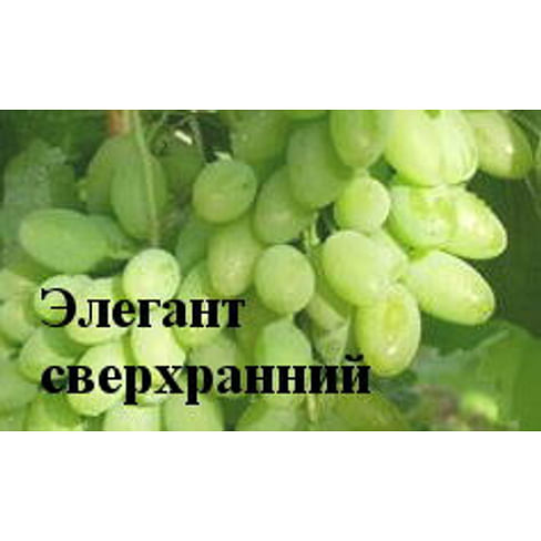 Саженцы винограда "Элегант сверхранний" Садоград 1-летний саженец