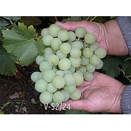 Саженцы винограда "V-52-24" (Болгарское чудо) Садоград 1-летний саженец
