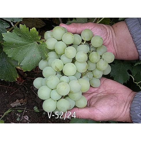 Саженцы винограда "V-52-24" (Болгарское чудо) Садоград 1-летний саженец