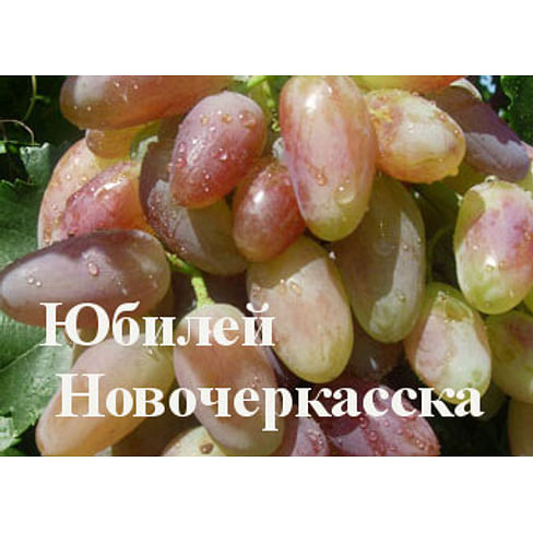 Саженцы винограда "Юбилей Новочеркасска" Садоград 1-летний саженец