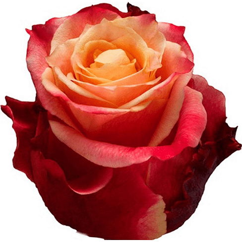 Саженцы, роза "3 D" (Три Д) Садоград 2хлетние саженцы