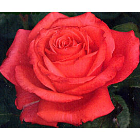 Саженцы, роза "Holsteinperle" (Гольдштейн Перл) - Германия. Садоград. 2хлетние саженцы.