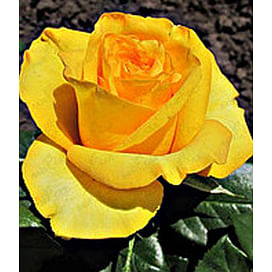 Саженцы, роза "Kerio" (Керио) - Голландия. Садоград. 2хлетние саженцы.