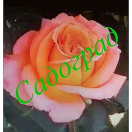 Саженцы, роза "Papaya" (Папайя) - Германия. Садоград. 2хлетние саженцы.