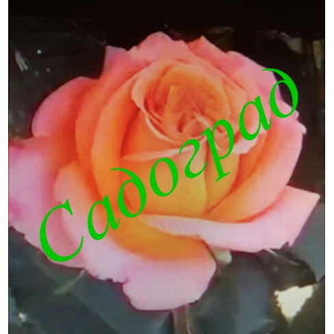 Саженцы, роза "Papaya" (Папайя) - Германия Садоград 2хлетние саженцы