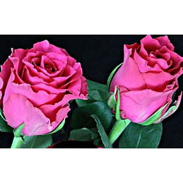 Саженцы, роза "Pink Rhodos" (Пинк Родос) - Голландия Садоград 2хлетние саженцы