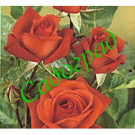 Саженцы, роза "Terracotta" (Терракота) - Франция Садоград 2хлетние саженцы