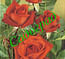 Саженцы, роза "Terracotta" (Терракота) - Франция Садоград 2хлетние саженцы