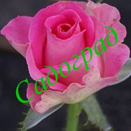 Саженцы, роза "Topaz" (Топаз) - Германия Садоград 2хлетние саженцы