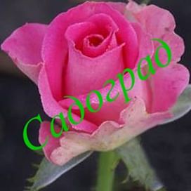 Саженцы, роза "Topaz" (Топаз) - Германия. Садоград. 2хлетние саженцы.