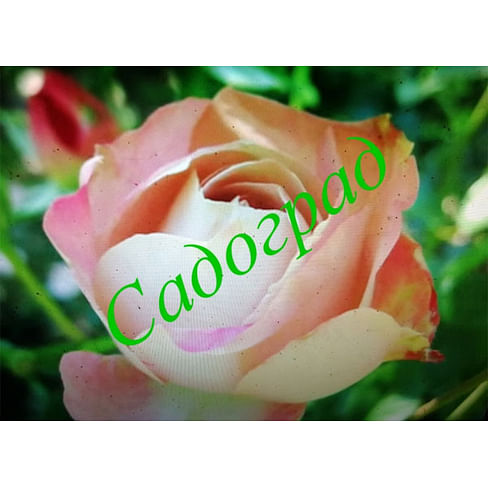 Саженцы, роза "Acropolis" (Акрополис) - Франция Садоград 2хлетние саженцы
