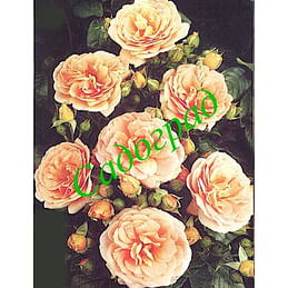 Саженцы, роза "Geisha" (Гейша) - Германия Садоград 2хлетние саженцы