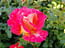 Саженцы, роза "Friedrich Heyer" (Фридрих Хейер) - Германия Садоград 2хлетние саженцы