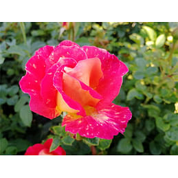 Саженцы, роза "Friedrich Heyer" (Фридрих Хейер) - Германия Садоград 2хлетние саженцы