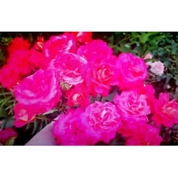 Саженцы, роза "Midsummer" (Мидсаммер) - Германия Садоград 2хлетние саженцы